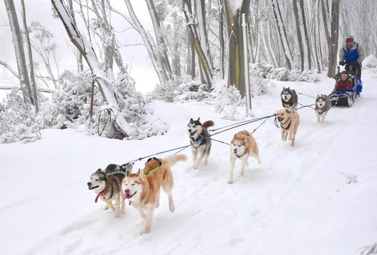 Howling Huskys Dog Sled Tours at Mount Hotham, High Country, VIC © Howling Huskys Dog Sled Tours