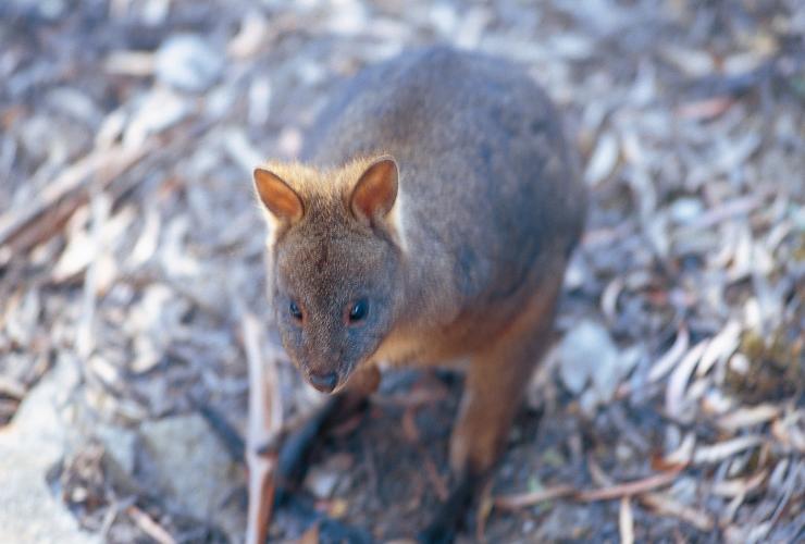 Pademelon at Cradle Mountain-Lake St Clair National Park, TAS © Tourism Tasmania/Garry Moore