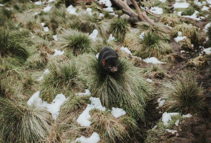 Devils @ Cradle, Cradle Mountain, TAS © Laura Helle