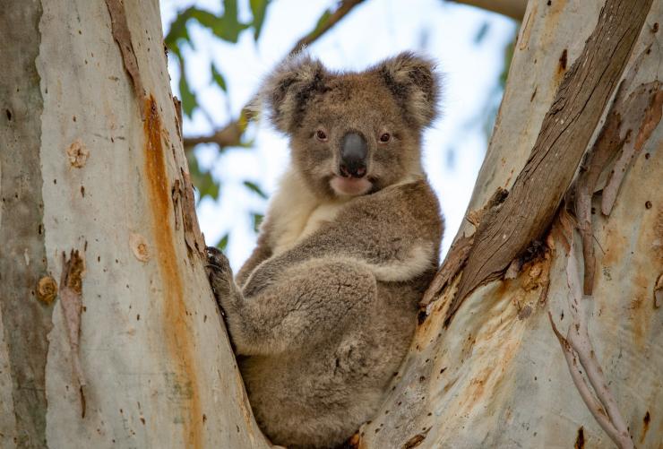 A koala resting in the fork of a paperbark tree during a tour with Exceptional Kangaroo Island, South Australia © Craig Wickham