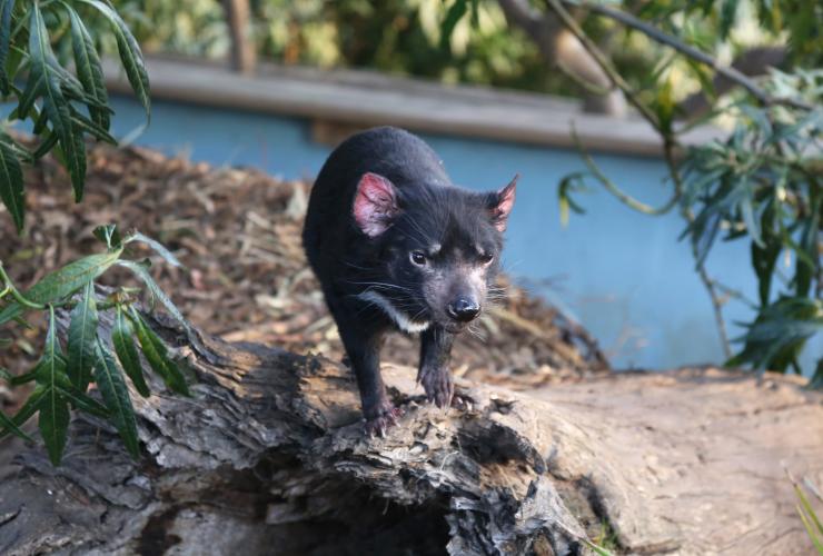A Tasmanian devil standing on a log beneath a tree at, Bonorong Wildlife Sanctuary, Brighton, Tasmania © Tourism Australia