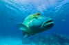 A woman snorkelling underwater with two manta rays near Lady Elliot Island, Great Barrier Reef, Queensland © Tourism and Events Queensland