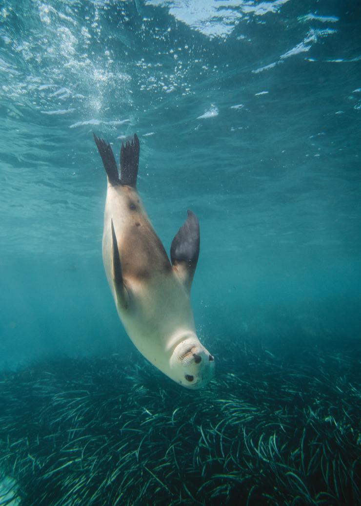 Baird Bay, Eyre Peninsula, SA © Charlie Conybeare