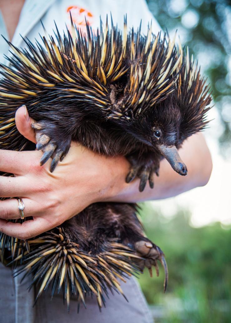 Taronga Western Plains Zoo, Dubbo, NSW © Tourism Australia