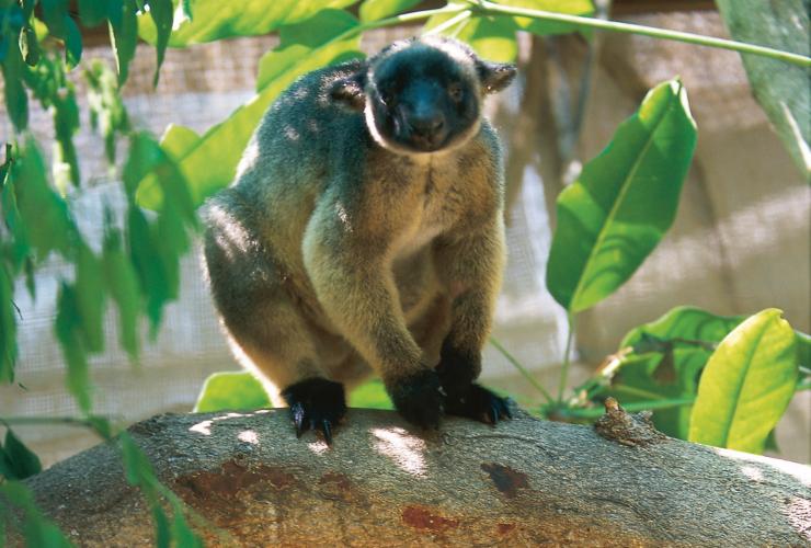 Tree Kangaroo perched in a tree at The Rainforest Habitat, Port Douglas, Queensland © Tourism and Events Queensland