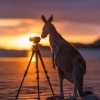 Woman admires a kangaroo on a white sand beach at Lucky Bay, Esperance, Western Australia © Tourism Australia