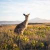 Look At Me Now Headland, Emerald Beach, NSW © Destination NSW