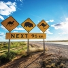 Road sign warning of wildlife including kangaroos and wombats along the Eyre Highway, Nullarbor, South Australia © Greg Snell, Tourism Australia