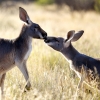 A kangaroo looking at the camera on Daydream Island, Whitsundays, Queensland © Tourism Australia