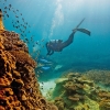 Great Barrier Reef, Heron Island, Queensland © Paul Giggle, Tourism and Events Queensland