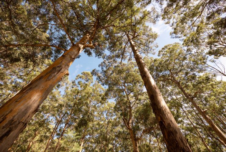 Pemberton Discovery Tours, Southern Forests, WA © Tourism Australia