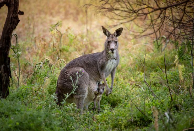 Worn Gundidj at Tower Hill, Tower Hill Wildlife Reserve, Victoria © Tourism Australia