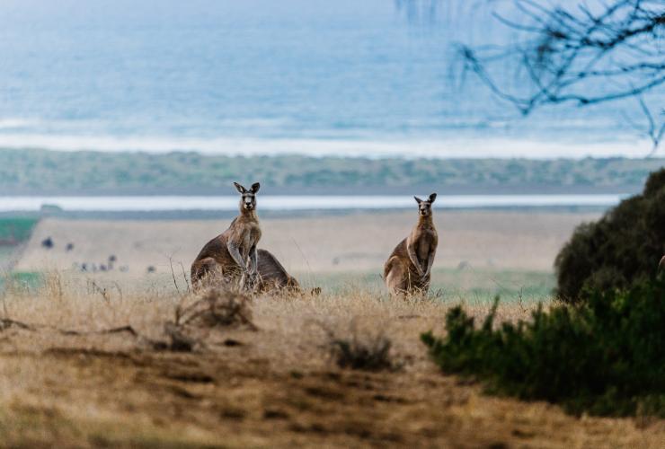 Great Ocean Road, VIC © Visit Victoria