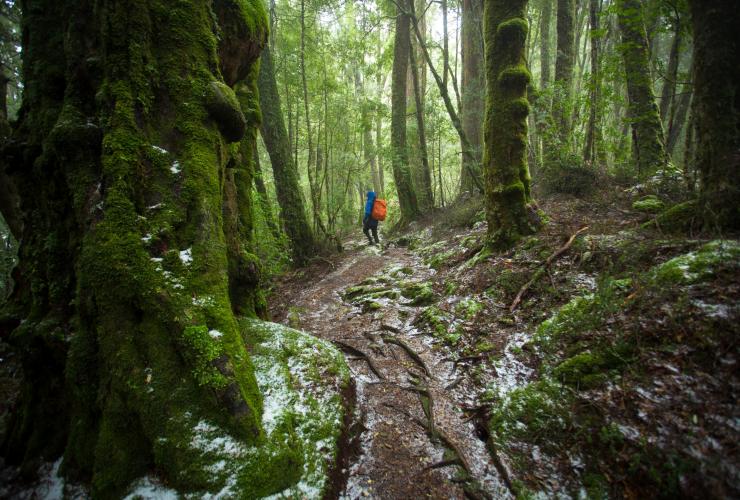 Cradle Mountain Signature Walk, Cradle Mountain-Lake St Clair National Park, TAS © Tasmanian Walking Company/Great Walks of Australia