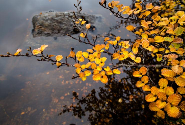 Fagus, Tasmania © Tourism Tasmania