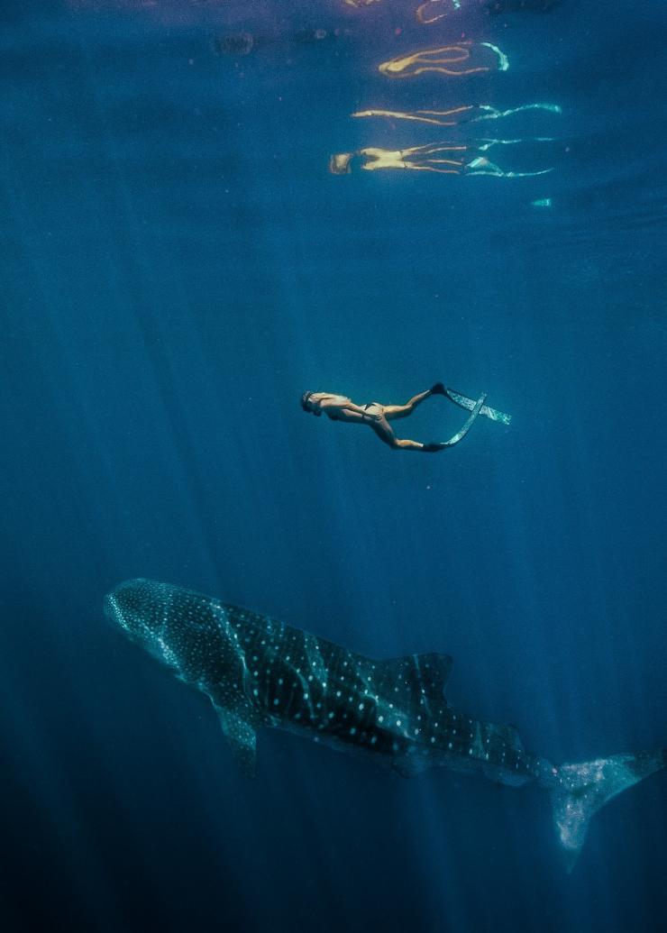 Snorkelling with a whale shark, Ningaloo Reef, WA © Tourism Western Australia 