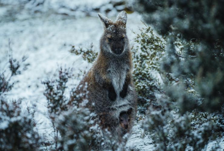 A wallaby standing among bushes in the snow, Cradle Mountain-Lake St Clair National Park, Tasmania © Jason Charles Hill