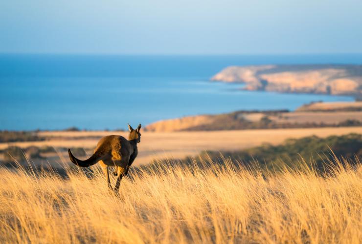 Middle River, Kangaroo Island, SA © Ben Goode