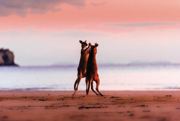 Cape Hillsborough National Park, Mackay, QLD © Chris McLennan
