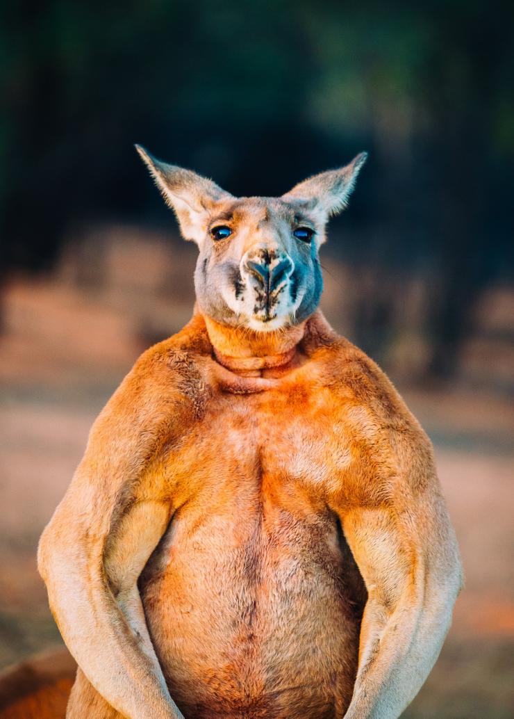The Kangaroo Sanctuary, Alice Springs, NT © Tourism NT/Jewels Lynch