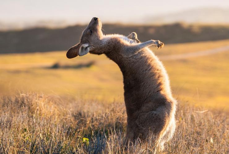 Kangaroo enjoying a scratch near the Look At Me Now Headland, Emerald Beach, North Coast, NSW © Destination NSW