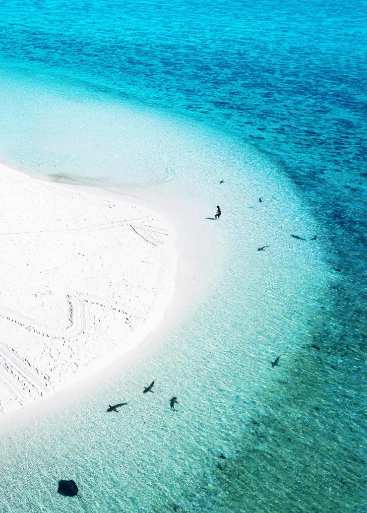 Aerial of marine life, Heron Island, Queensland © James Vodicka