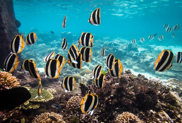 Coral Reef, Lord Howe Island, New South Wales © James Vodicka
