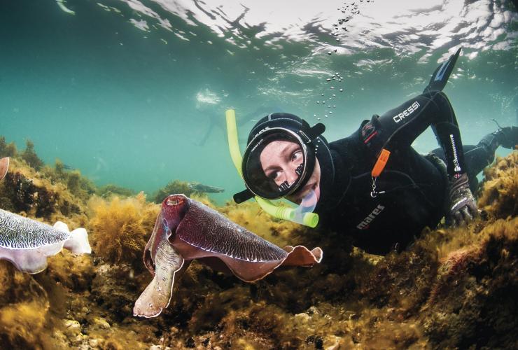 Giant cuttlefish, Stony Point, Eyre Peninsula, SA © Carl Charter