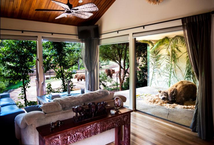 A bear sleeping in its enclosure with an adjoining window to accommodation at Jamala Wildlife Lodge, National Zoo and Aquarium, Canberra, Australian Capital Territory © Jamala Wildlife Lodge
