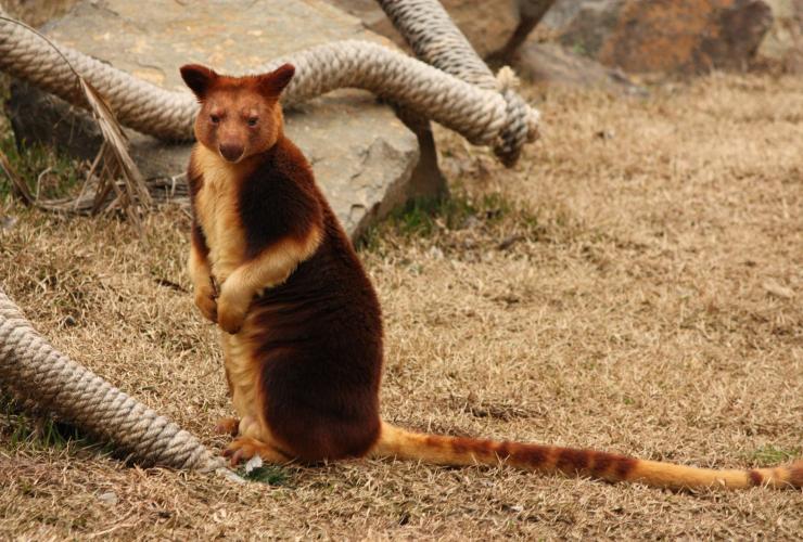 A tree kangaroo looking towards the camera from its enclosure at Jamala Wildlife Lodge, Canberra, Australian Capital Territory © Jamala Wildlife Lodge