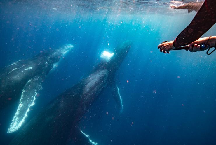 Whale, Mooloolaba, QLD © Tourism Australia