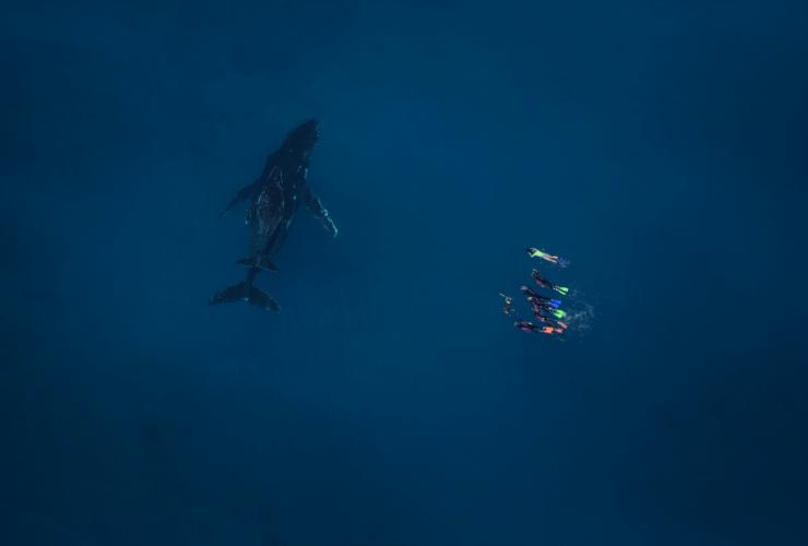 Humpback whale, Live Ningaloo, Exmouth, WA © Ningaloo Aviation and Jacob Hill/Live Ningaloo