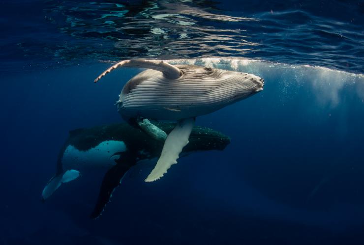 Humpback whale, Dive Jervis Bay, Jervis Bay, NSW © Dive Jervis Bay