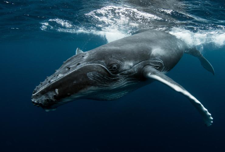 Humpback whale, Dive Jervis Bay, Jervis Bay, NSW © Dive Jervis Bay