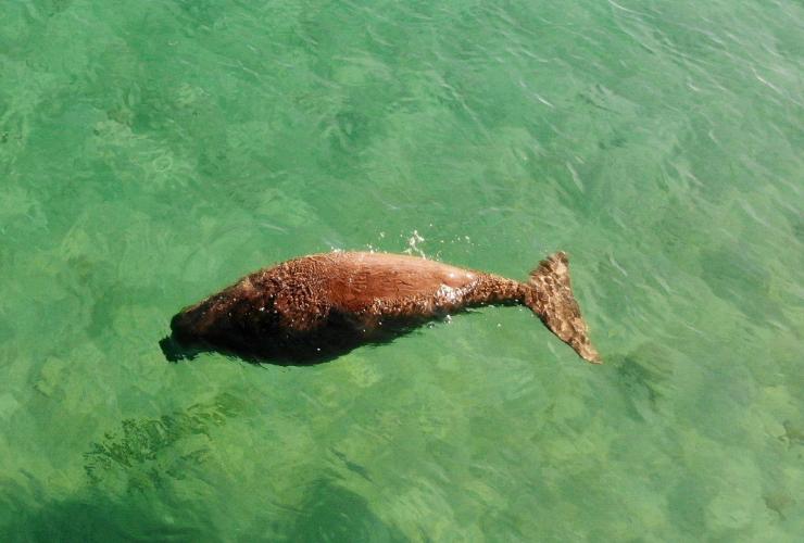 Dugongs, Moreton Bay, QLD © Tourism and Events Queensland