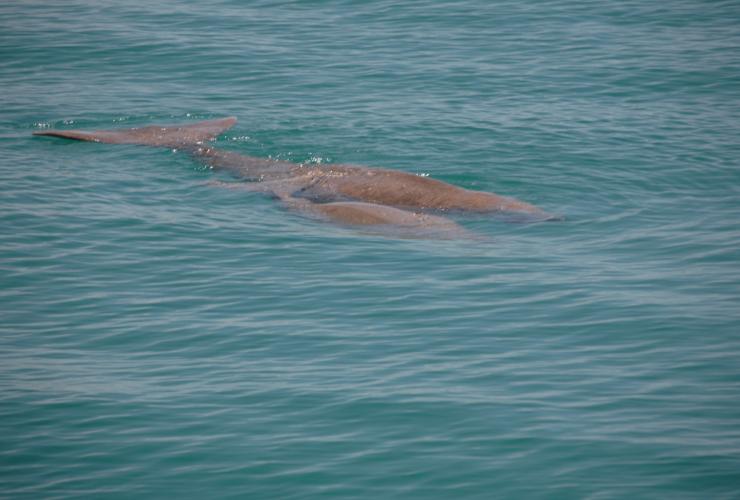 Dugongs, Denham, WA © Australia's Coral Coast