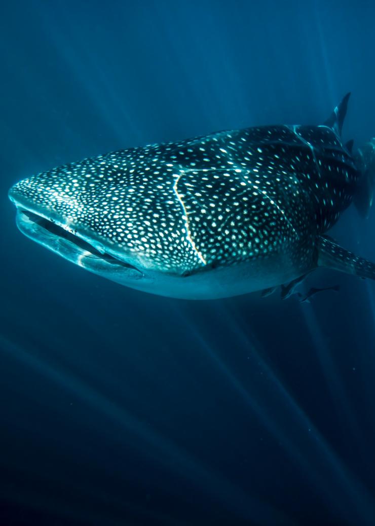 Whale shark, Exmouth, WA © Tourism Australia