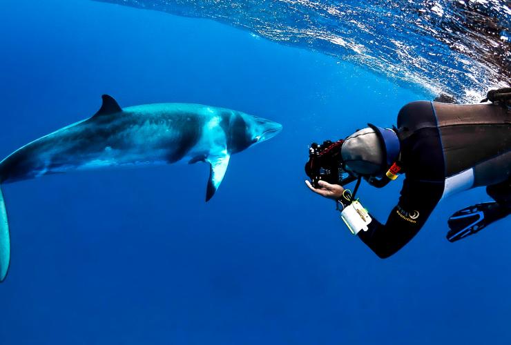 Minke whale, Mike Ball Dive Expeditions, Cairns, QLD © Shae Callaghan