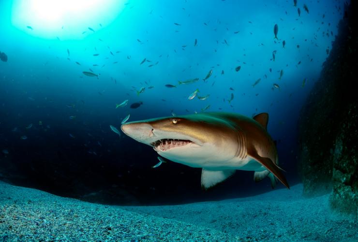 South West Rocks Dive Centre, South West Rocks, Nouvelle-Galles du Sud © South West Rocks Dive Centre