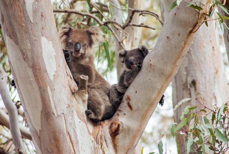 Exceptional Kangaroo Island, Kangaroo Island, SA © Exceptional Kangaroo Island