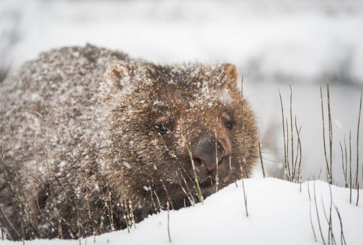 Wombat dans la neige au Cradle Mountain-Lake St Clair National Park, TAS © Paul Fleming