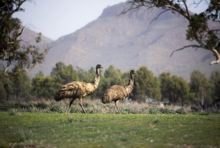 Wilpena Pound Resort, Flinders Ranges, South Australia © Tourism Australia