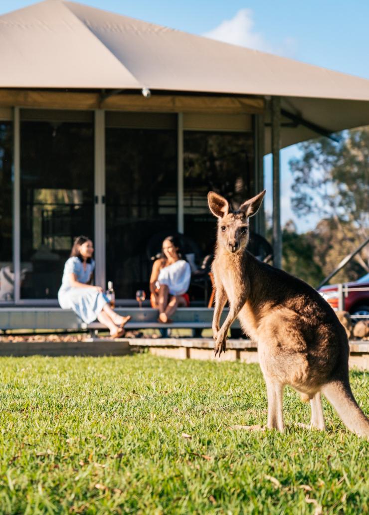 Habitat Noosa, Noosa, Queensland © Tourism and Events Queensland