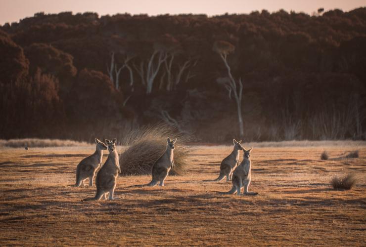 Canguri, Springlawn, Narawntapu National Park, Tasmania © Jess Bonde