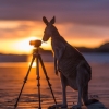Canguro fissa una macchina fotografica nel Cape Hillsborough National Park © Matt Glastonbury/Tourism and Events Queensland