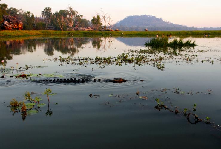 Davidson’s Arnhemland Safaris, Coccodrillo, Mt Borradaile, Northern Territory © Tourism Australia
