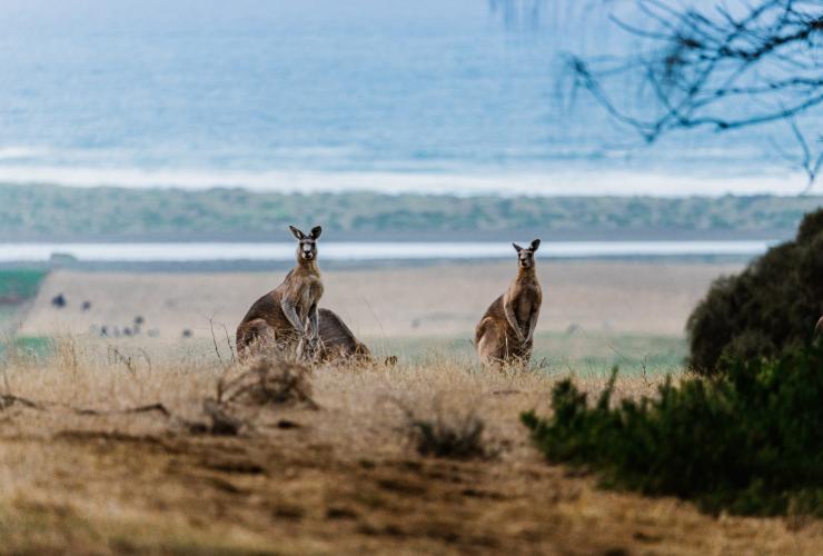 Great Ocean Road, Victoria © Visit Victoria