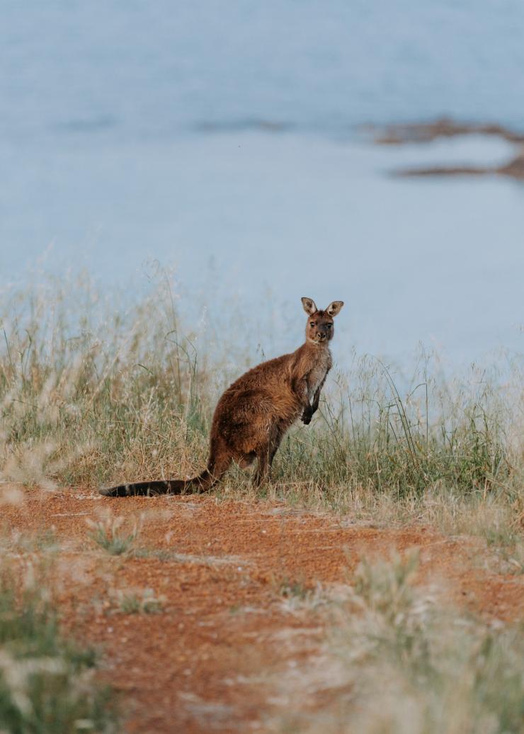 Kangaroo Island, South Australia © Wander/ Remy Brand Creative