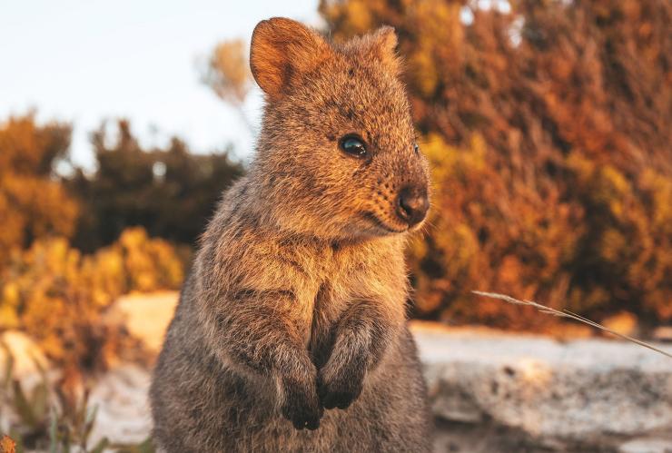 Quokka, Rottnest Island, Western Australia © James Fisher