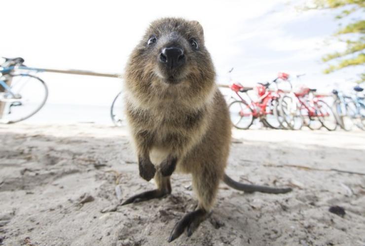Quokka, Rottnest Island, Western Australia © Tourism Western Australia